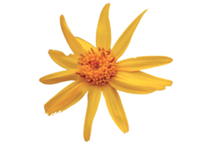 Arnica