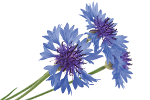 Cornflower