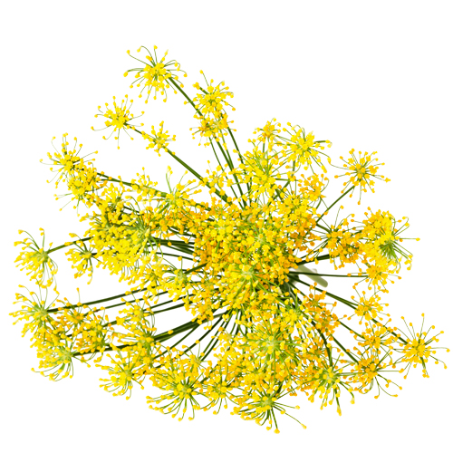 Sea Fennel