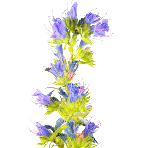 Echium