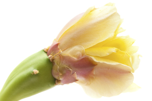 Nopal flower