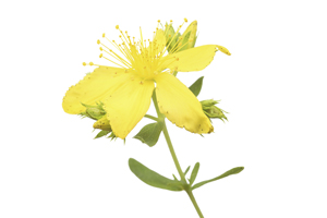 St John's Wort